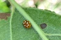 Vibidia duodecimguttata