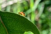 Vibidia duodecimguttata