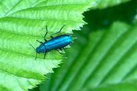 Psilothrix viridicoerulea