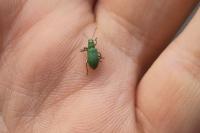 Pachyrhinus lethierryi