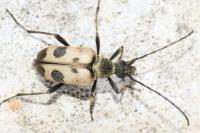 Pachytodes cerambyciformis