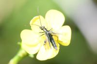Oedemera nobilis
