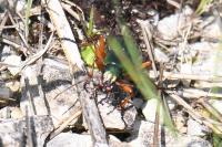 Carabus auratus