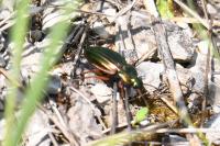 Carabus auratus