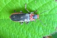 Cantharis fusca
