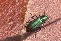 Malachius bipustulatus