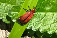 Pyrochroa serraticornis