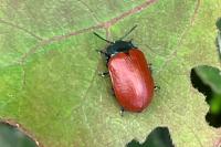 Chrysomela populi