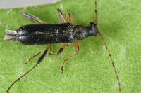 Grammoptera ruficornis