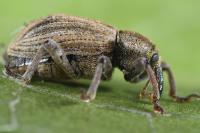 Hypera striata