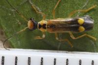 Malthinus seriepunctatus