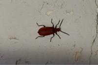 Pyrochroa serraticornis