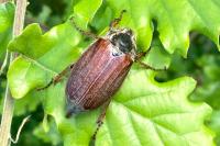 Melolontha melolontha