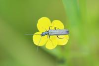 Oedemera