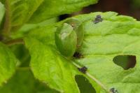 Cassida viridis
