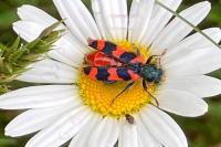 Trichodes alvearius