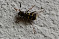Clytus arietis