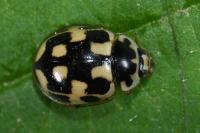 Propylea quatuordecimpunctata
