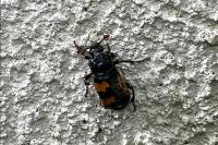 Nicrophorus vespillo