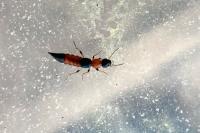 Paederus littoralis