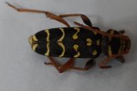 Plagionotus arcuatus