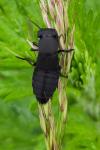 Ocypus olens