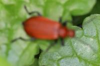 Pyrochroa serraticornis