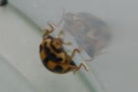 Propylea quatuordecimpunctata