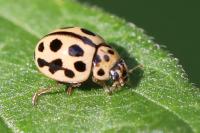 Tytthaspis sedecimpunctata