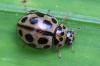 Tytthaspis sedecimpunctata