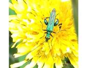 Oedemera nobilis