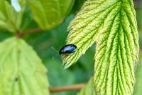 Psylliodes