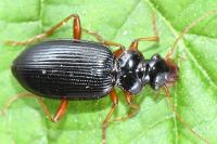Leistus rufomarginatus
