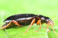 Leistus rufomarginatus