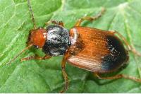 Diachromus germanus
