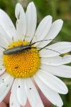 Agapanthia cardui