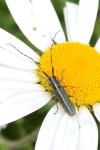 Agapanthia cardui