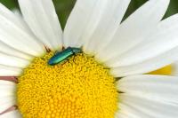 Psilothrix viridicoerulea