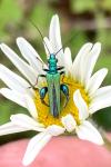 Oedemera nobilis