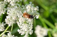 Drilus flavescens