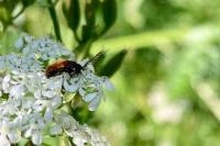 Drilus flavescens
