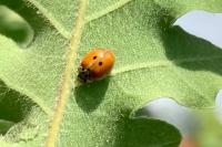Adalia decempunctata