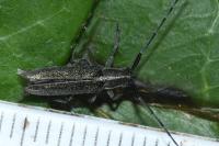 Agapanthia cardui