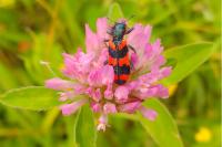 Trichodes alvearius