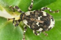 Hadroplontus trimaculatus