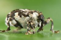 Hadroplontus trimaculatus