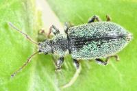 Phyllobius betulinus