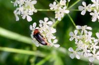 Mordellochroa abdominalis
