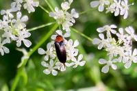 Mordellochroa abdominalis