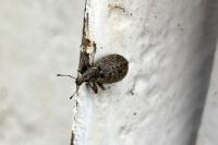 Liophloeus tessulatus